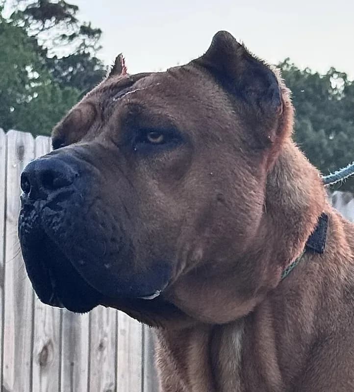 Hondo