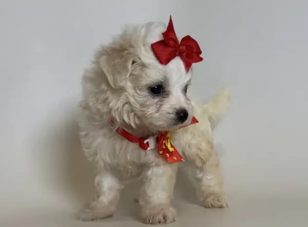 Female Malti-Poo Pup 🐶