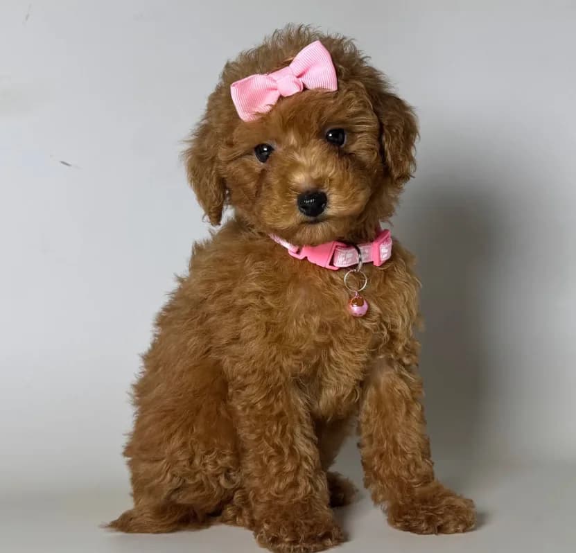 Red Toy Poodle Puppy for Sale