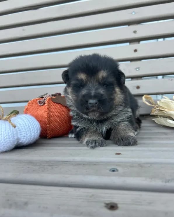 AKC Male - Red Collar