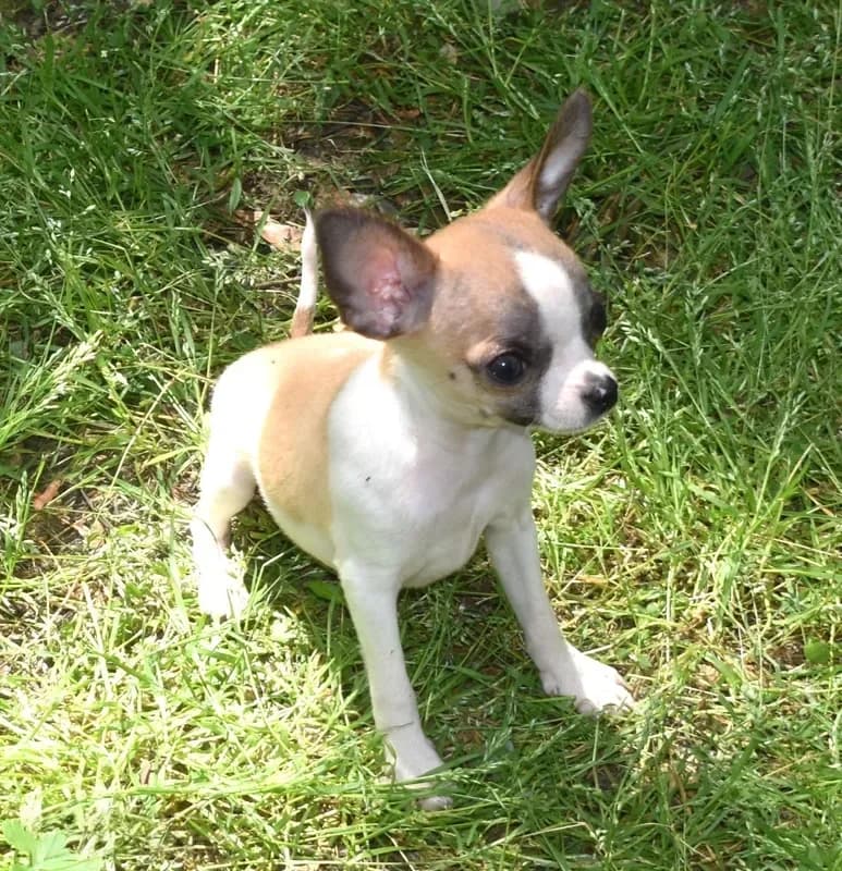 Harley