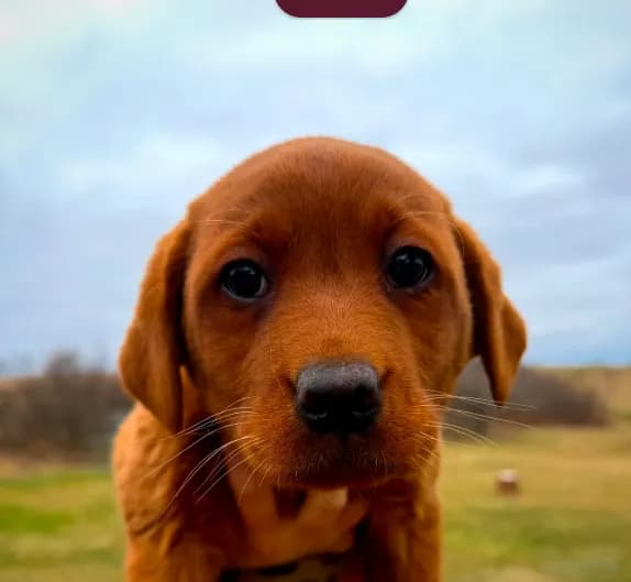 Bella