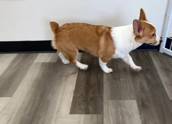 Tucker