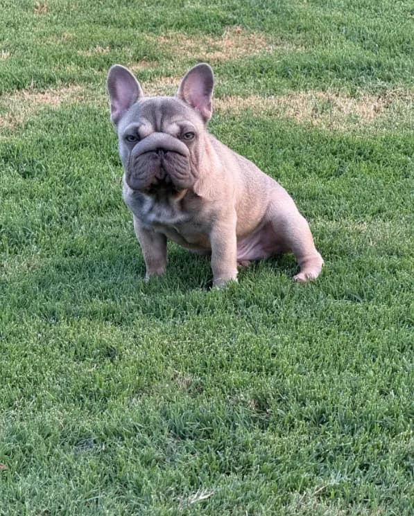 Trooper