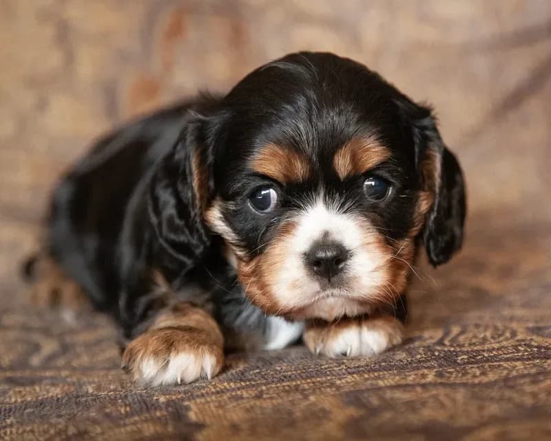 Piper