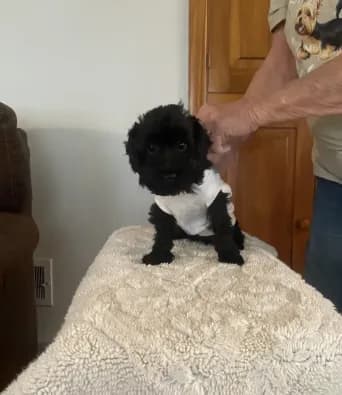Charlie