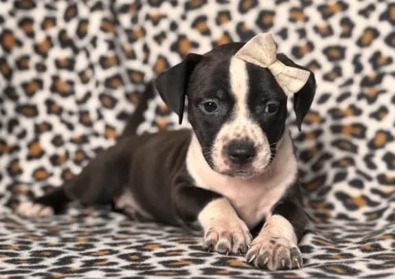 Reba