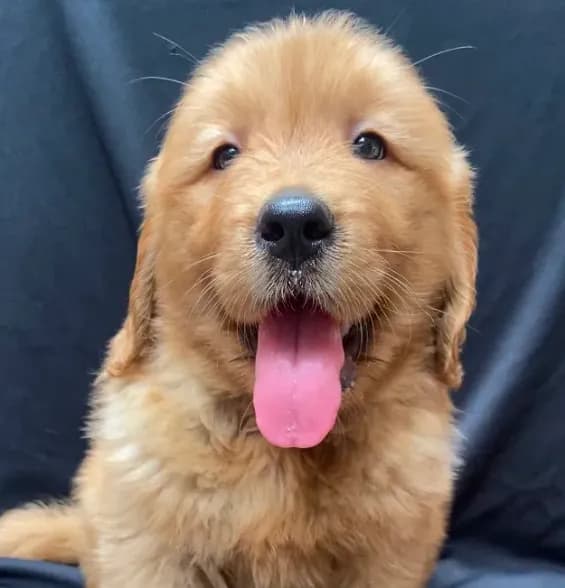 Buddy
