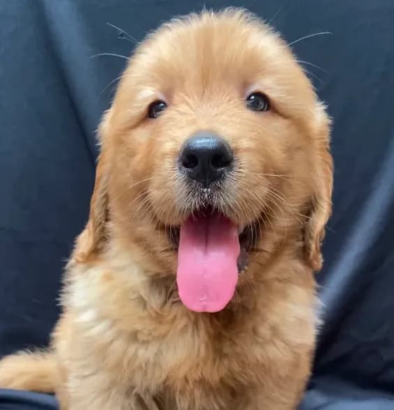 Buddy