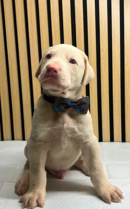 Cream male 3