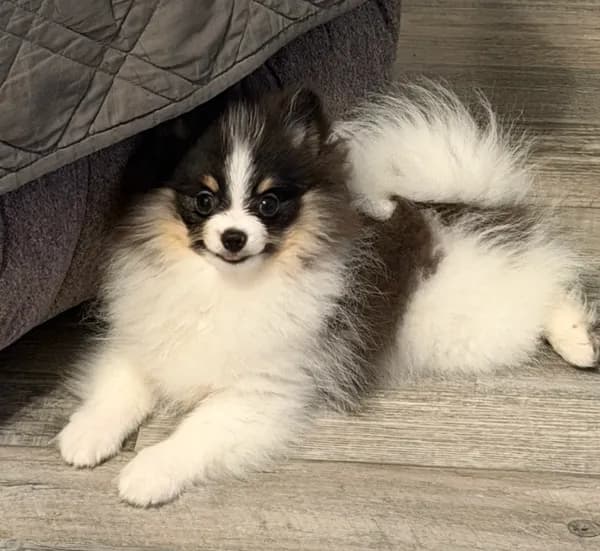 AKC Hans