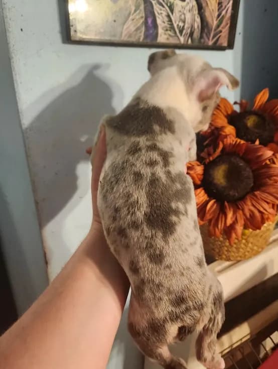 Merle female