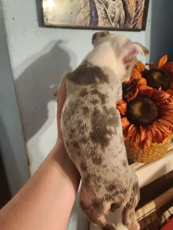 Merle female
