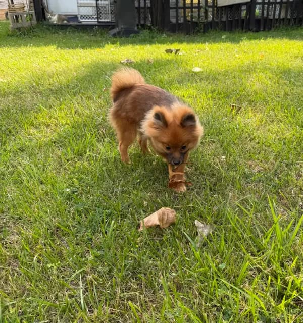 Brindle