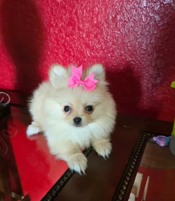 POMERANIAN TEDDY BEAR FACE