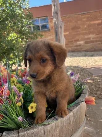 Red Corgipoo
