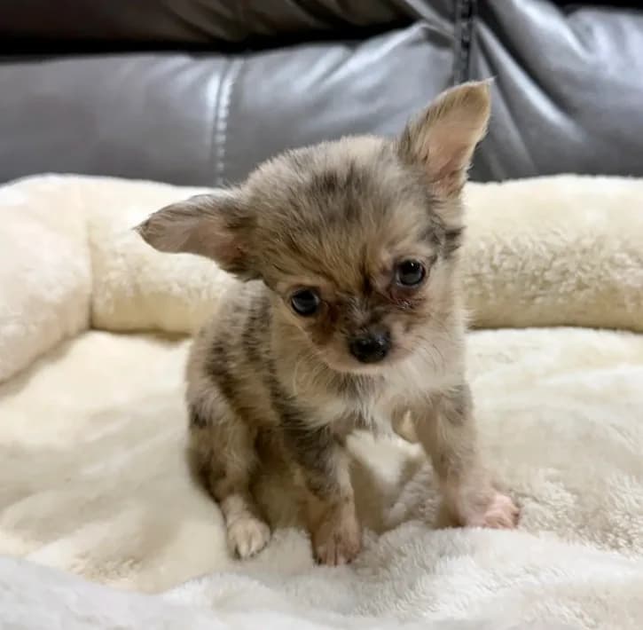 Neptune's Merle Boy