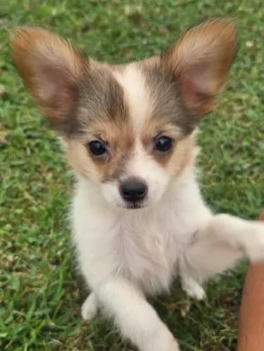 AKC ZEEK