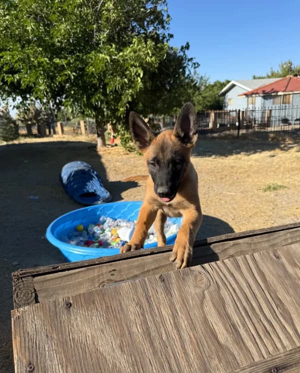 Max