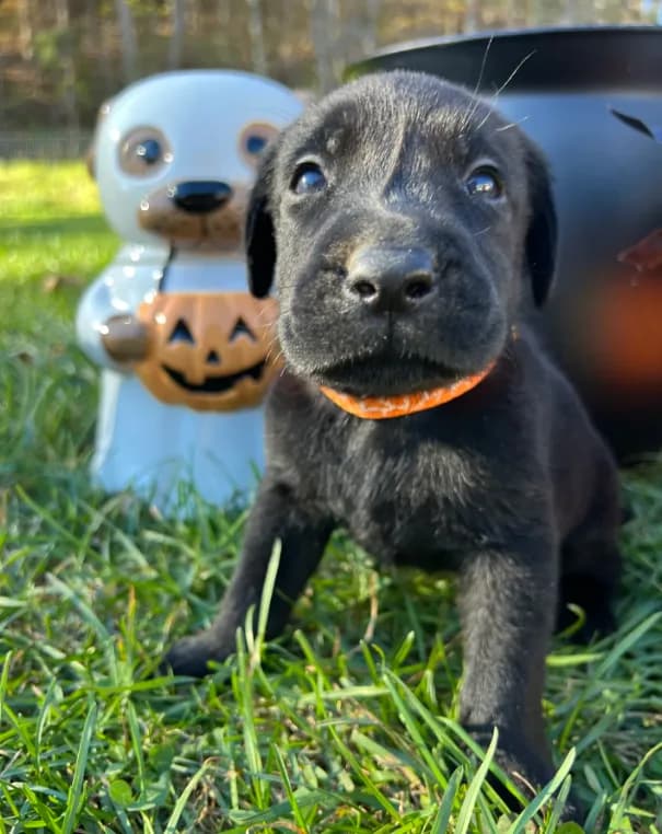 AKC Labrador Retriever