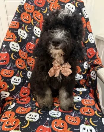 Pepper
