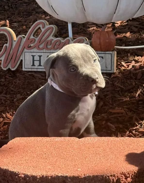 Bella