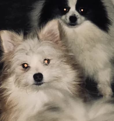 AKC DNA Tested 100% Pom Includes INSURANCE Fawn Lap Dog