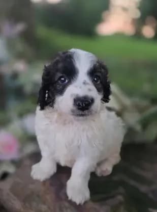 Bo
