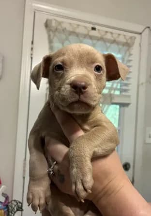 Bully x Pitbull