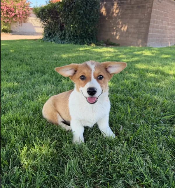 Corgi