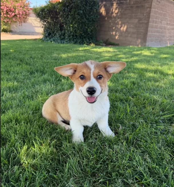 Corgi