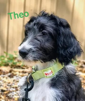 Theodore