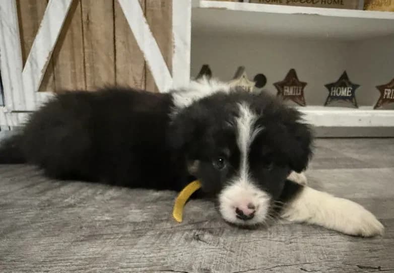 Australian shepherd