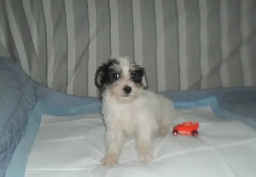 Teddy