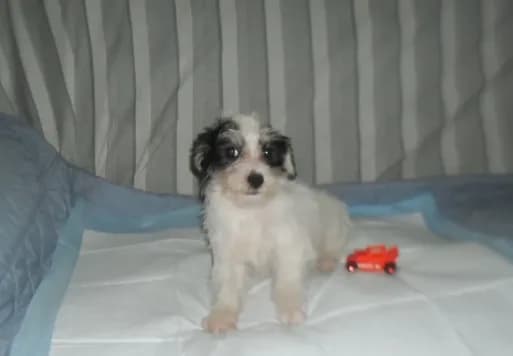 Teddy