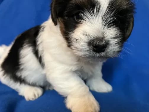 Puppy C