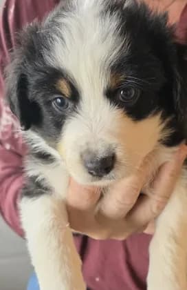 Purple Collar Tricolor Female Aussie