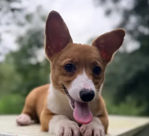 American corgi