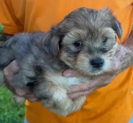BLUE MERLE AND TAN