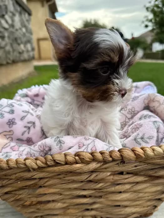 Lexie