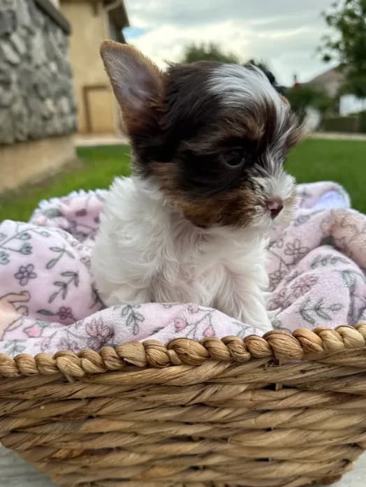 Lexie