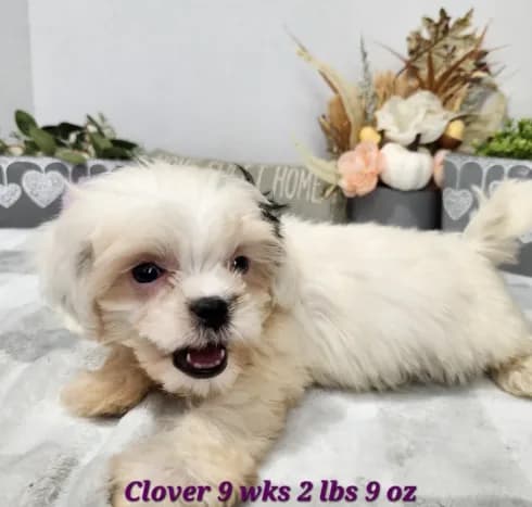 Clover