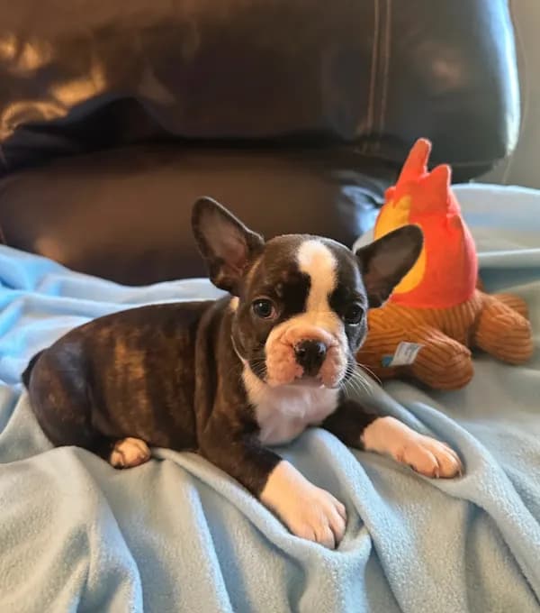 Ava