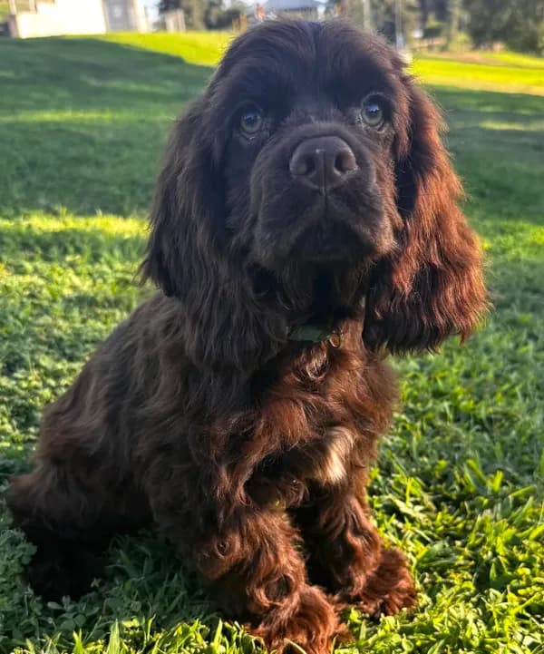 Moose