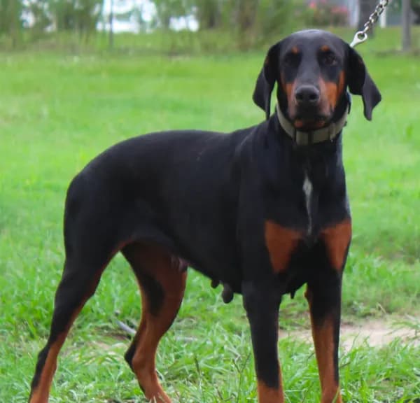 AKC Euro Doberman Female Full Registration