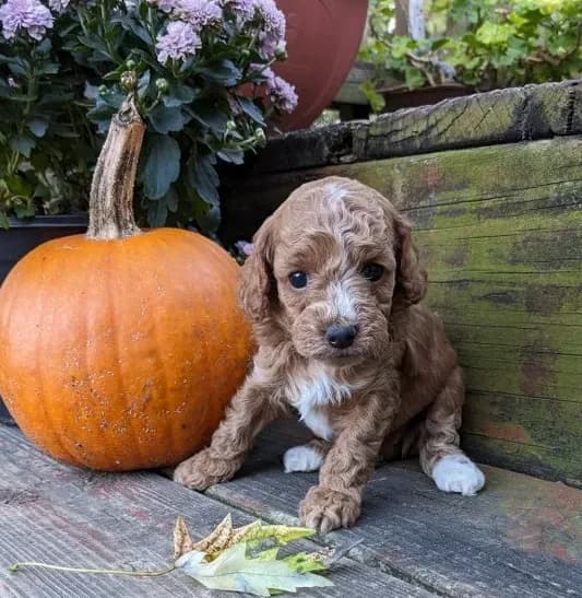 Tootsie