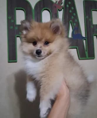 Truffles*ACA boy