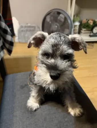 Jr
