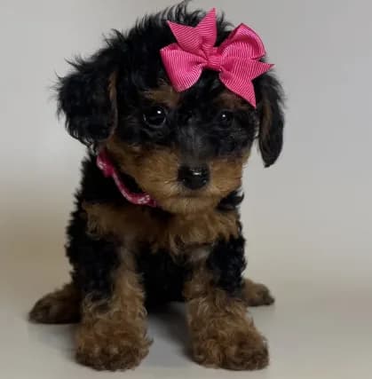 💕XS Baby Girl 💕🐶🐾