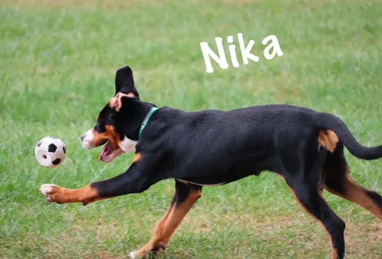 Nika